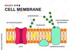 Cell Membrane 4