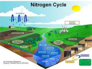 Nitrogen cycle 2
