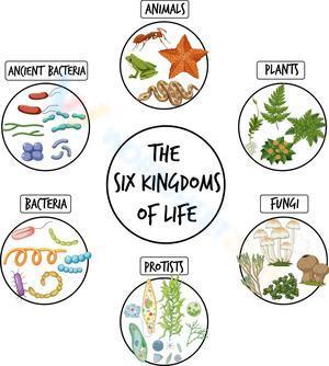 The six kingdom of life