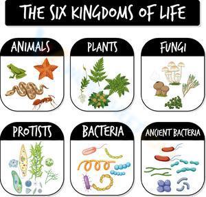 The six kingdom of life 3