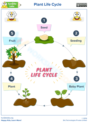 Life cycle of plant