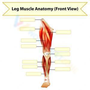 Leg muscle anatomy