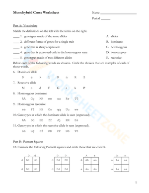 Monohybrid Cross Worksheet