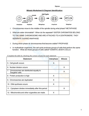 Mitosis Worksheet and diagram identification
