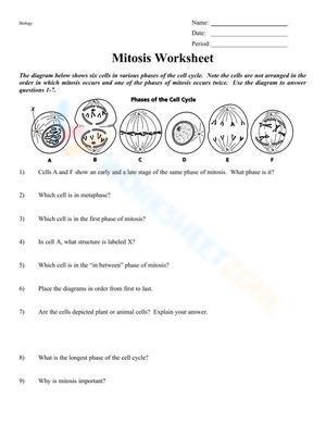 Mitosis worksheet