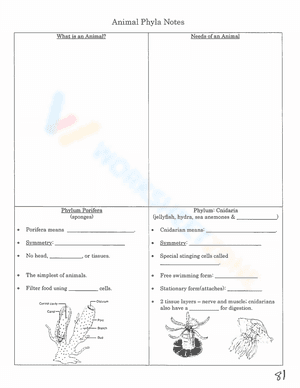 Animal Phyla Notes