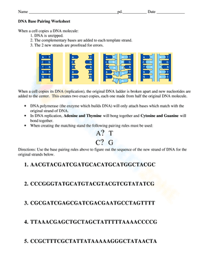 Worksheet of DNA base pairing 3