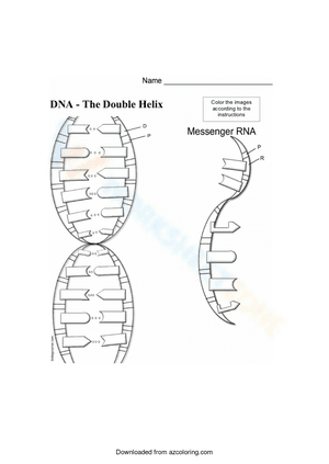 Dna Structure And Replication