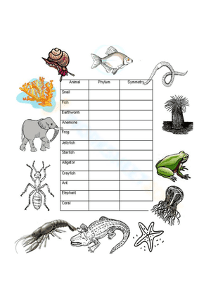 Animal phyla and symmetry worksheet 2