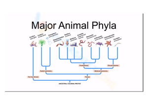 Animal phyla and symmetry worksheet 3