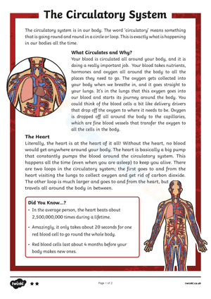 The Circulatory System 2