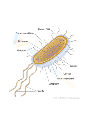 Prokaryote and eukaryote cells