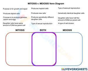 Mitosis v. Meiosis Venn diagram
