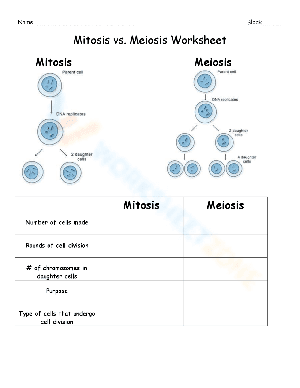 Mitosis vs. Meiosis worksheet