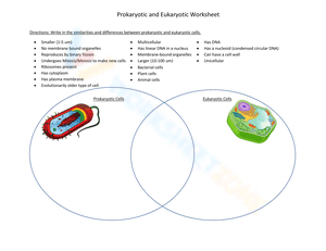 Prokaryotic and Eukaryotic Worksheet