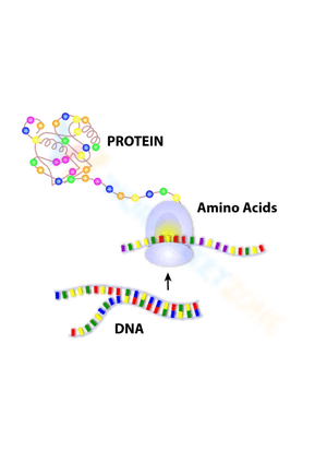 Relationship between protein and DNA
