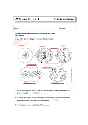 Answer worksheet of mitosis
