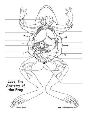 Frog anatomy labeling