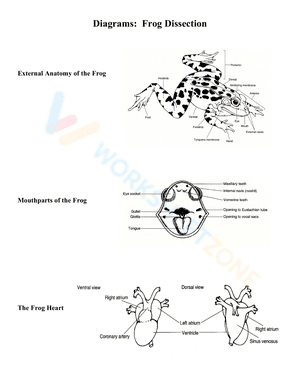 Diagrams: Frog Dissection