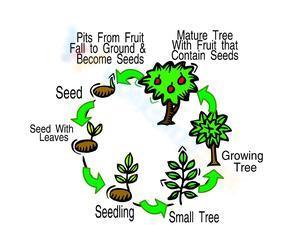 Tree life cycle