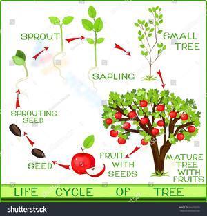Life cycle of a tree