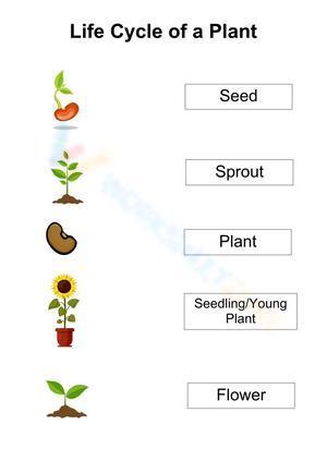 Plant life cycle
