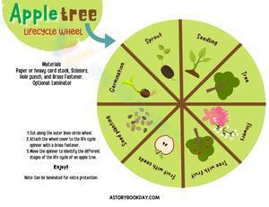 Apple tree lifewhee