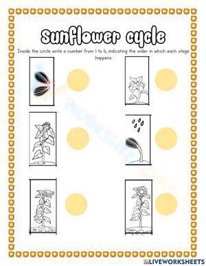 Sunflower cycle