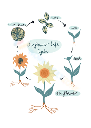 Illustrate sunflower life stages