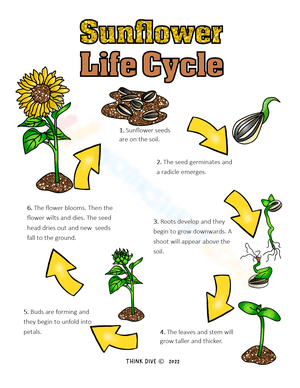 Sunflower life wheel
