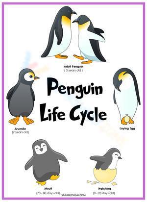 Cute penguin life cycle