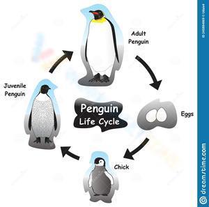 Penguin life cycle