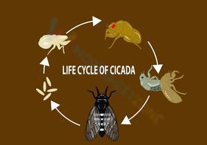 Life cycle of a cicada 2