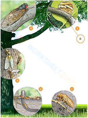 Life cycle of a cicada