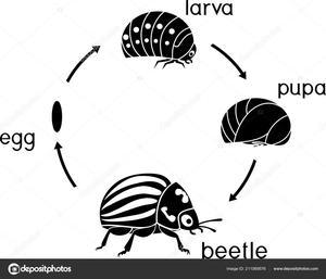 Beetle life cycle 3