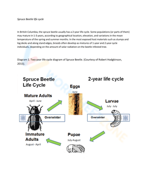 Spruce beetle lifespan