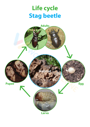 Stag beetle life cycle