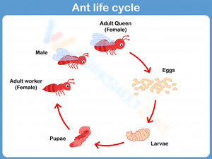 Ant life cycle 4