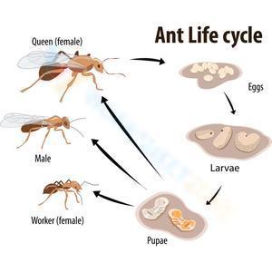 Ant life cycle 3