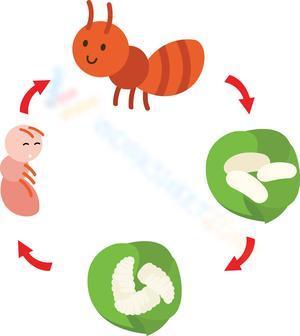 Cute ant cycle