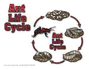 Ant life cycle 2