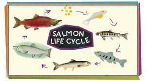Salmon life wheel