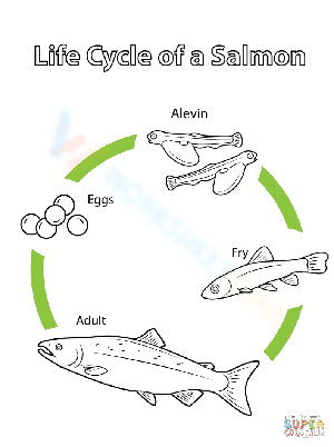 A salmon life cycle