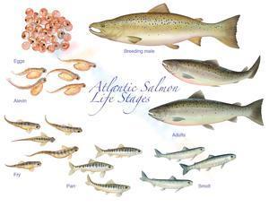 Atlantic salmon life stages