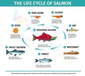 Life cycle of salmon