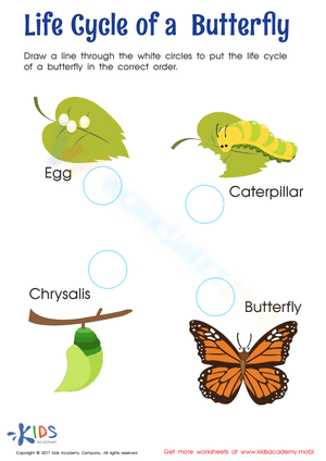 Life cycle off butterfly