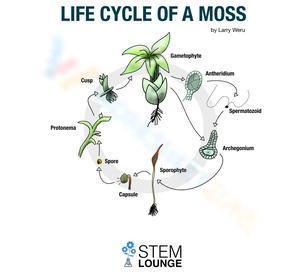Life cycle of a moss