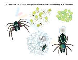 Cut and paste spider life cycle