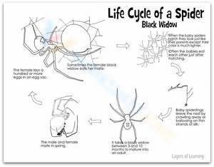 Life cycle of spider
