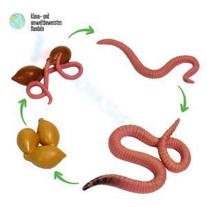 Earthworm life cycle 5